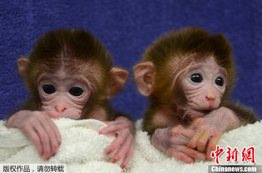 资料图：美国俄勒冈卫生科学大学培育出6个不同的恒河猴胚胎细胞，并培育出全球首批3只混合胚胎猴子。图为混合胚胎猴子“Roku”左和“Hex”一同亮相。